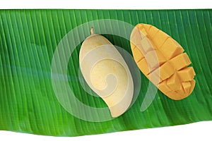 Golden mangoes fruit on fresh green banana leaf isolated on white background. Ripe yellow Barracuda mango. Tropical fruit in