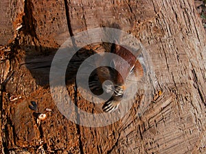 Golden Mantel Ground Squirrel