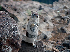 Golden Mantel Ground Squirrel