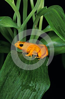 Golden Mantella Frog, mantella aurantiaca, Adult standing on Branch