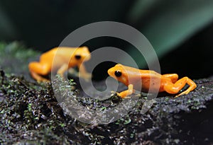 Golden Mantella Frogs
