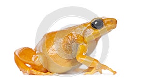 Golden Mantella, Mantella aurantiaca