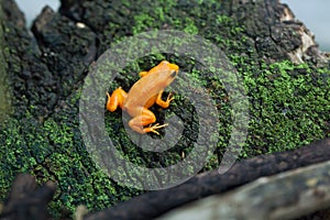 Golden mantella (Mantella aurantiaca).