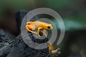 Golden mantella (Mantella aurantiaca).