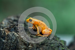 Golden mantella (Mantella aurantiaca).