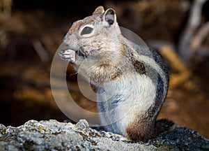 Golden Mantled Ground Squirrel