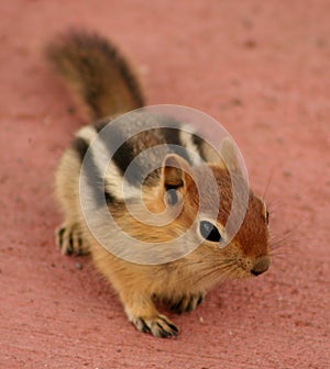 Golden-Mantled Ground Squirrel