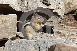 Golden-mantled Ground Squirrel - Banff National Park, Canada