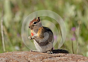 Golden Mantled Ground Squirrel (Callospermophilus lateralis)
