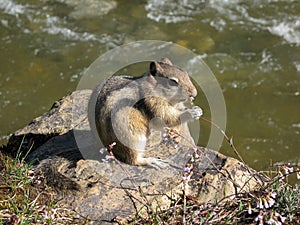 Golden-mantled Ground Squirrel at Cameron Falls in the Canadian Rocky Mountains, Waterton Lakes National Park, Alberta, Canada