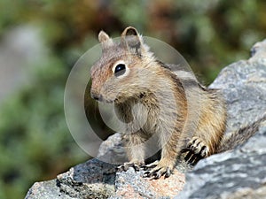 Golden-mantled Ground Squirrel Close-up
