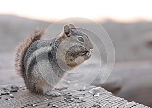 Golden-mantled ground squirrel eating sunflower seeds at sunset in the Rocky Mountains