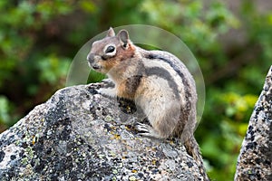 Golden Mantled Ground Squirrel sitting on large rock