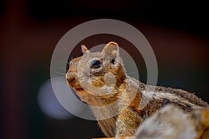 Golden-mantled ground squirrel seen at the Bryce Canyon National Park located in Utah in