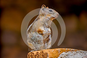 Golden-mantled ground squirrel seen at the Bryce Canyon National Park located in Utah in