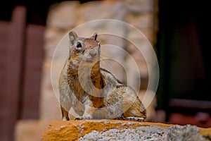 Golden-mantled ground squirrel seen at the Bryce Canyon National Park located in Utah in