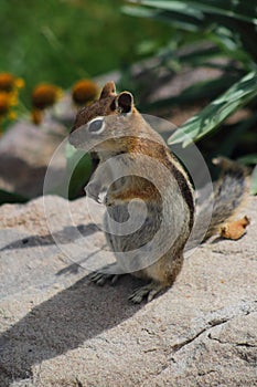Golden-mantled Ground Squirrel sitting in colorado rocky mountains