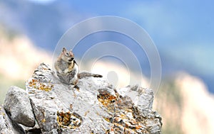 Golden mantled Ground Squirrel on Snowbird mountain, Utah photo