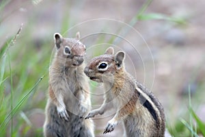 Golden-mantled Ground Squirrel, Spermophilus later