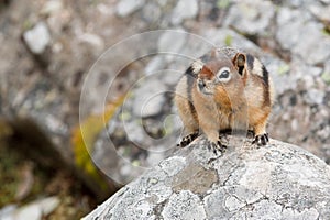 Golden-mantled ground squirrel, spermophilus lateralis