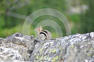 golden-mantled ground squirrel is a type of ground squirrel found in mountainous areas of western North America