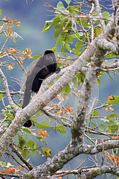 Mantled Howler Monkey  842389 photo