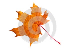 Golden maple leaf