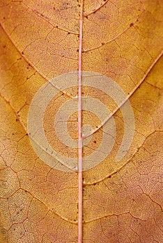 Golden maple leaf texture