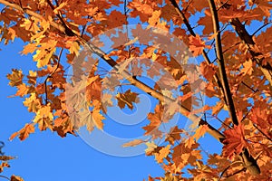 Golden maple leaves in autumn against a bright blue sky