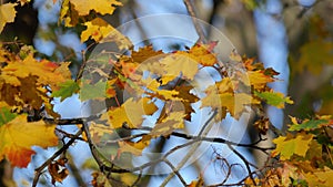 Golden maple leaves sway in breeze on sunny autumn day