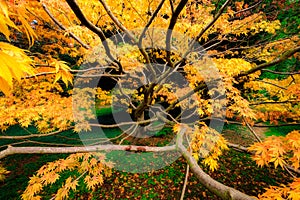 Golden Maple leaves and tree branches