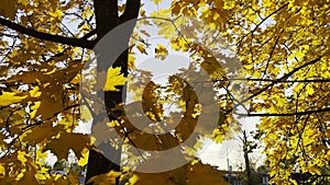 Golden maple leaves on tree branches gently swaying in wind with sunlight at background. Lush autumn yellow foliage