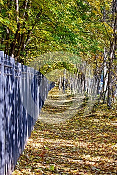 Golden maple tree alley in autumn Moscow