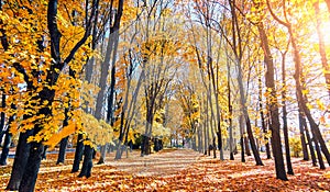 Golden maple tree alley in autumn Moscow with sunset light leak