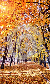 Golden maple tree alley in autumn Moscow with sunset light leak