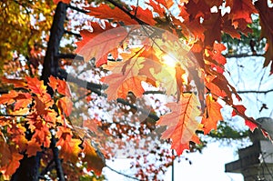 Golden maple tree alley in autumn Moscow with sunset light leak