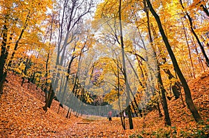 Golden maple tree alley in Moscow park in nasty autumn