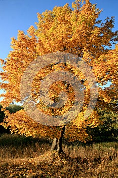 Golden maple tree with sunlight on sunny meadow.