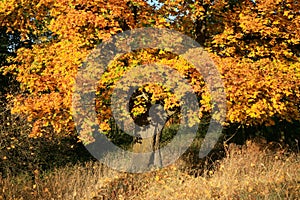 Golden maple tree with sunlight on sunny meadow.