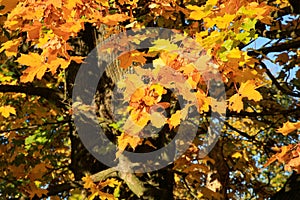 Golden maple tree with sunlight on sunny meadow.