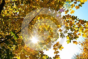 Golden maple tree with sunlight on sunny meadow.