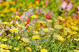 Golden Marguerite, Anthemis tinctoria