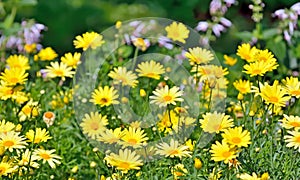 Golden Marguerite, Anthemis tinctoria