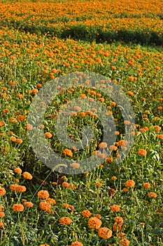 Golden marigold fields (3)