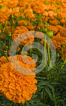 Golden marigold flowers