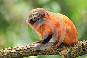 Golden marmoset photo