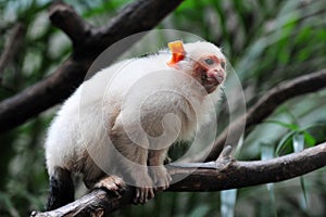 Golden Marmoset