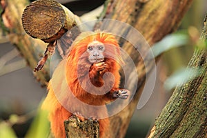 Golden marmoset