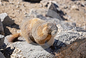 Golden marmot on rock along Trail Ridge Road in Rocky Mountain National Park, CO