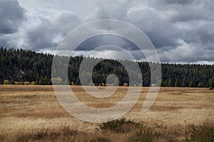 A golden meadow with forested hill in background with stormy, cloudy sky